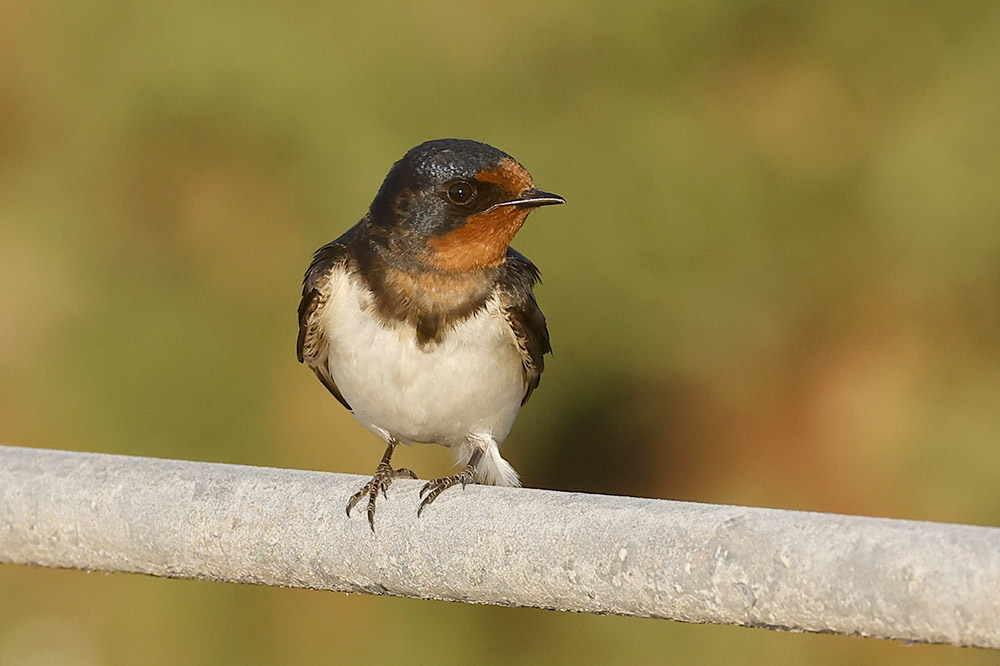 Swallow by Mick Dryden