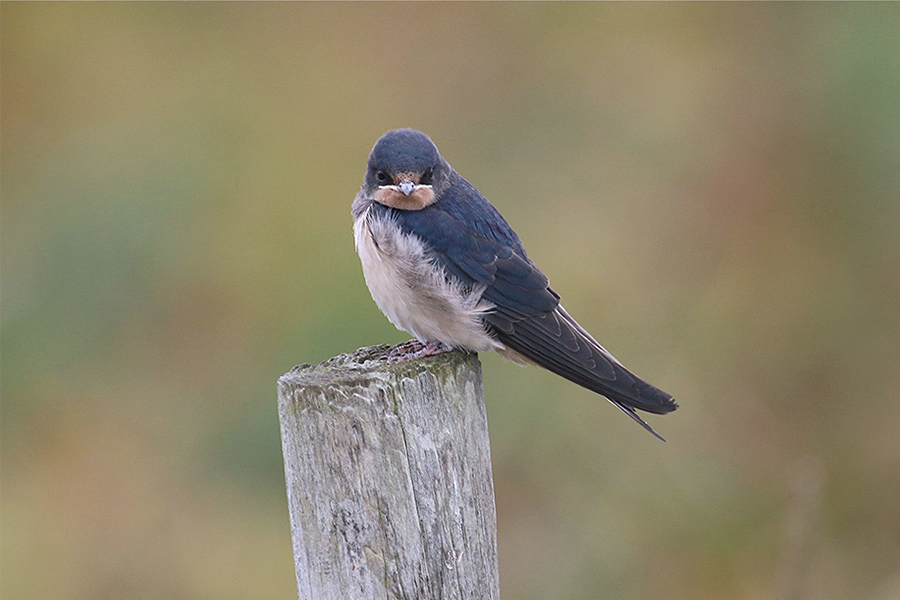 Swallow by Tony Paintin