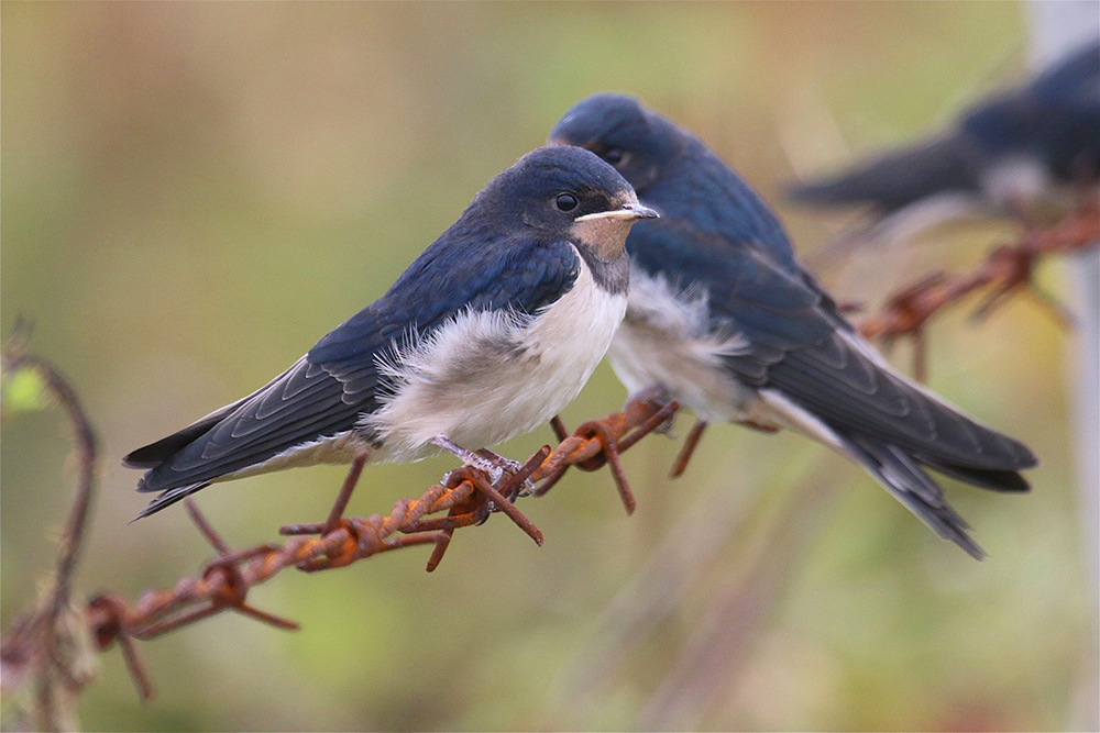 Swallow by Tony Paintin