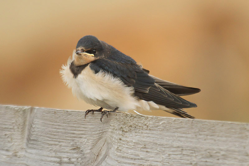 Barn Swallow by Mick Dryden