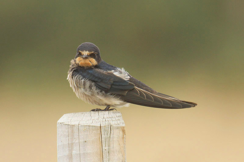 Barn Swallow by Mick Dryden