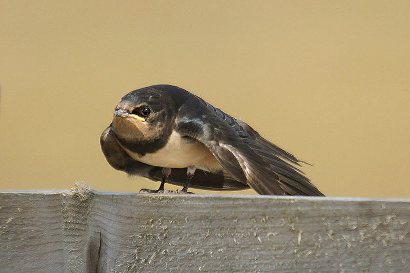 Barn Swallow by Mick Dryden