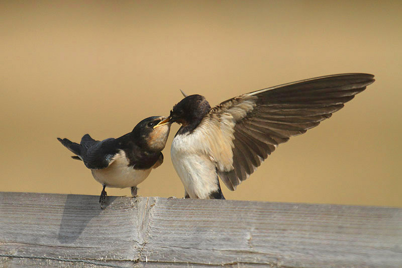 Barn Swallow by Mick Dryden