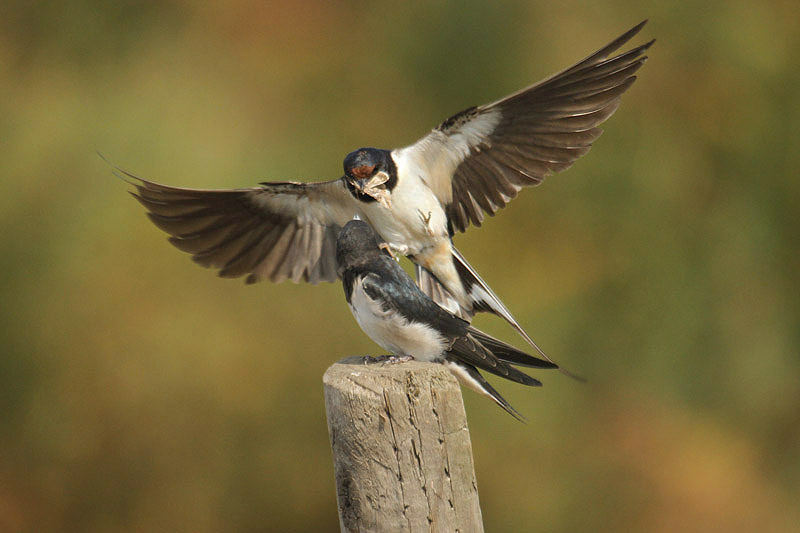 Barn Swallow by Mick Dryden