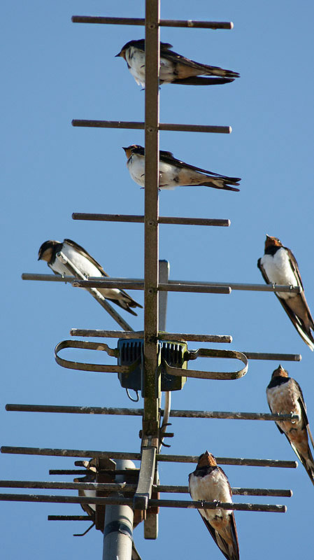 Swallows by John de Carteret