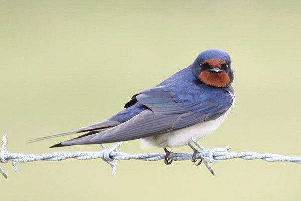 Barn Swallow by Mick Dryden