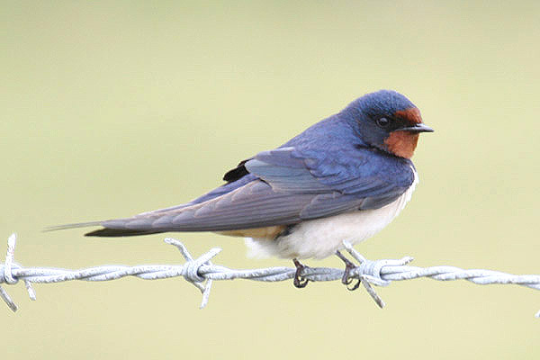 Barn Swallow by Mick Dryden