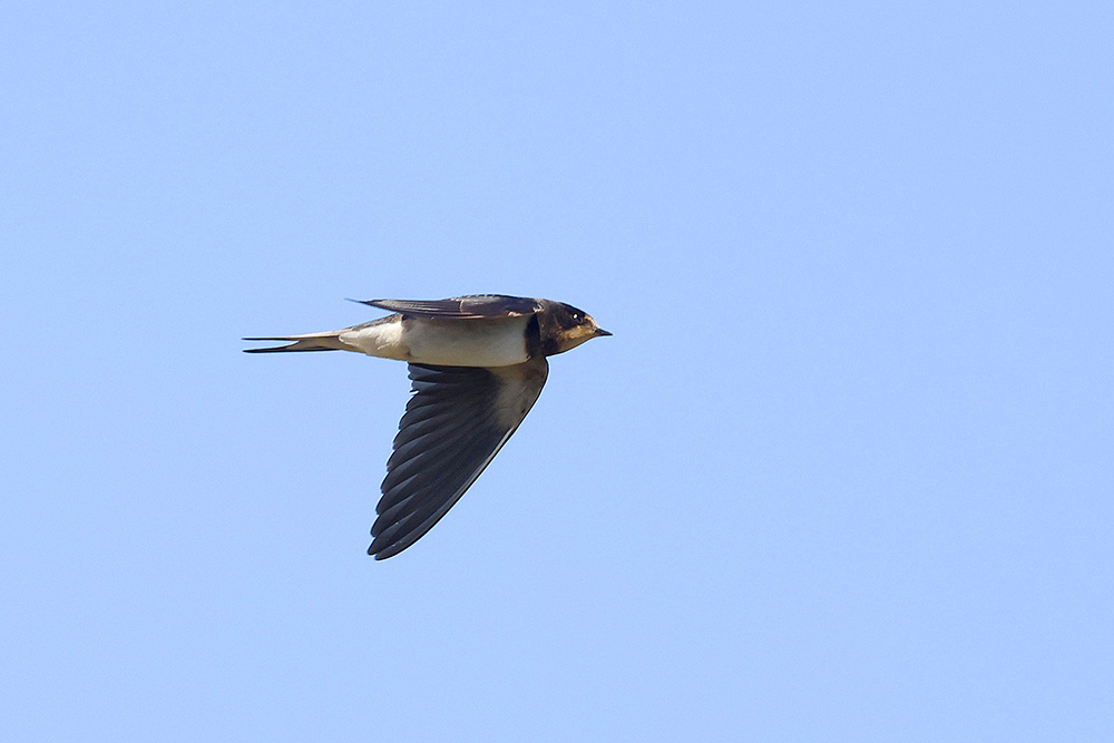 Swallow by Mick Dryden
