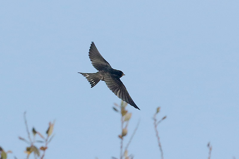 Barn Swallow by Mick Dryden