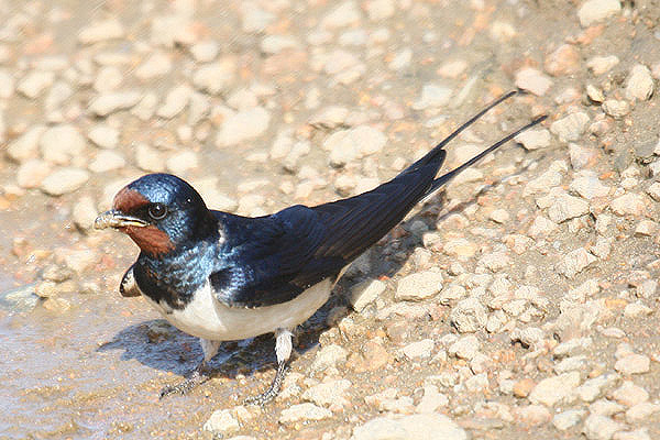 Barn Swallow by Mick Dryden