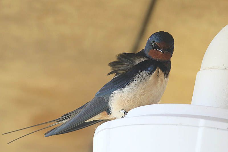 Barn Swallow by Mick Dryden