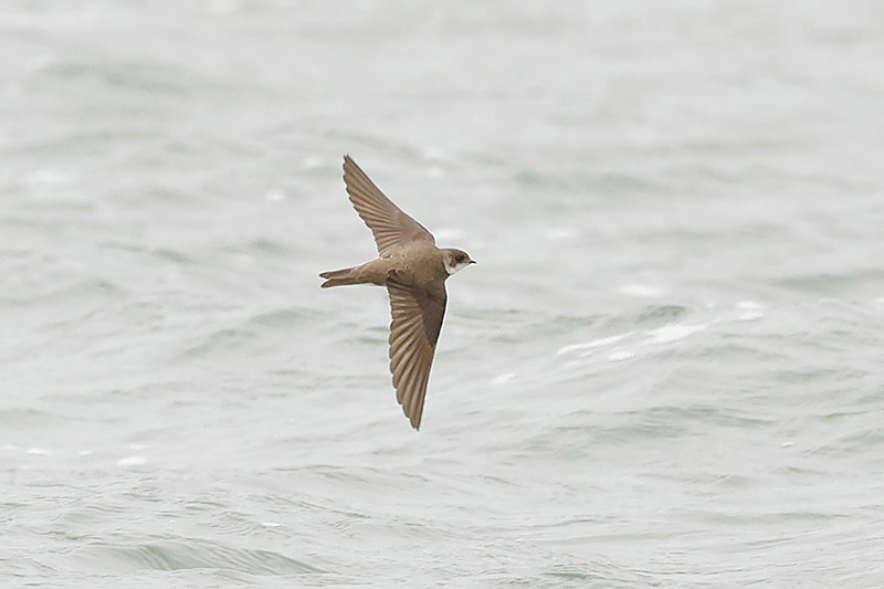 Sand Martin by Mick Dryden