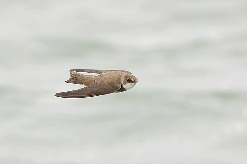 Sand Martin by Mick Dryden