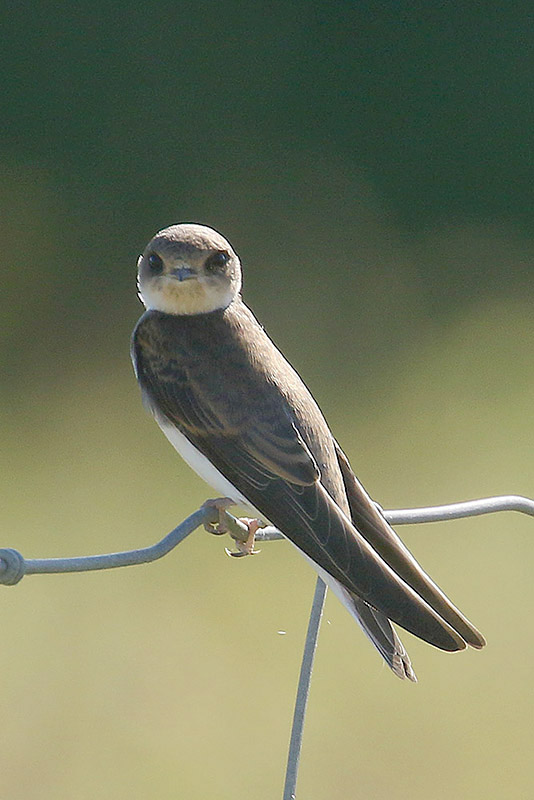 Sand Martin by Mick Dryden