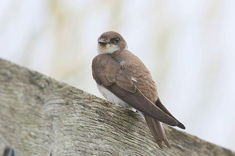 Sand Martin by Mick Dryden