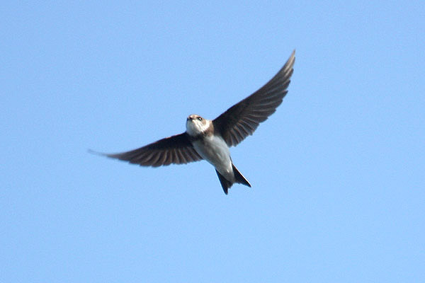 Sand Martin by Mick Dryden