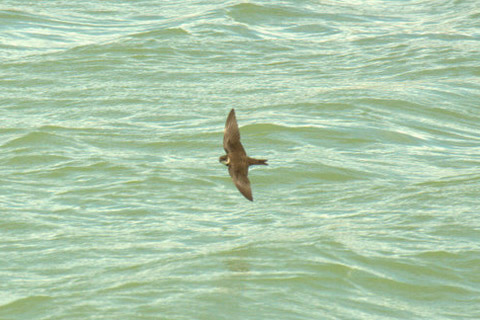 Sand Martin by Andrew Koester