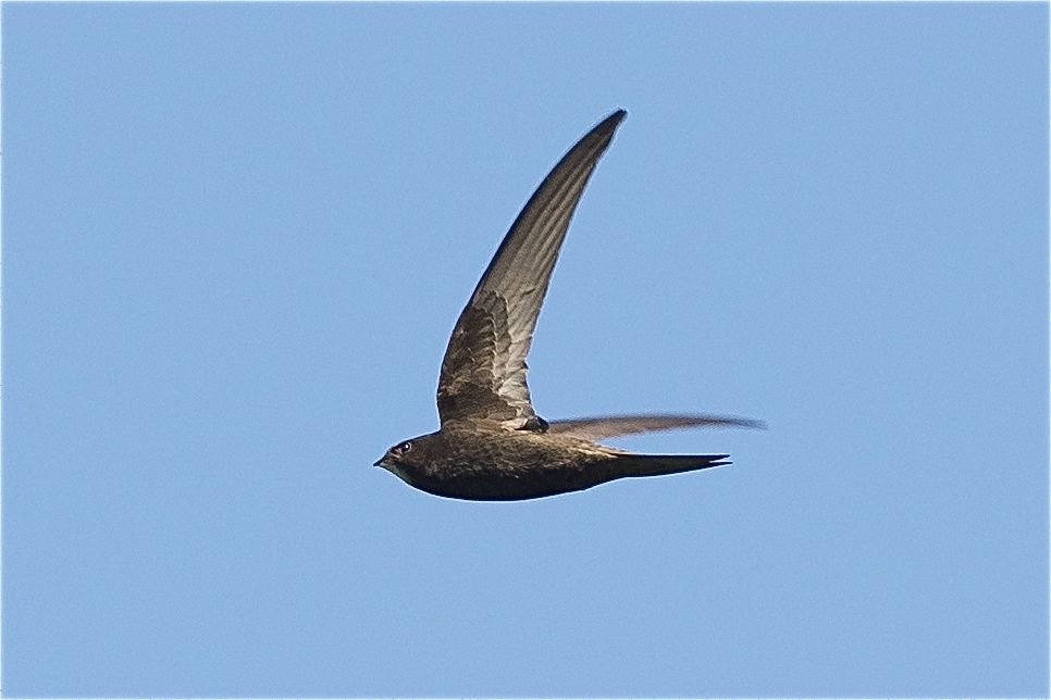 Common Swift by Trevor Biddle