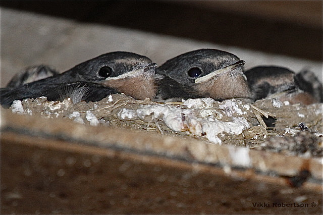 Barn Swallow nest by Vikki Robertson
