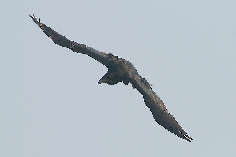 Raven by Mick Dryden