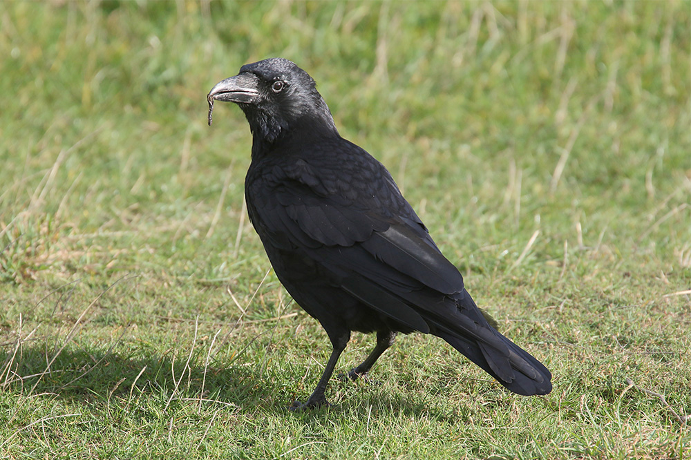 Carrion Crow by Mick Dryden