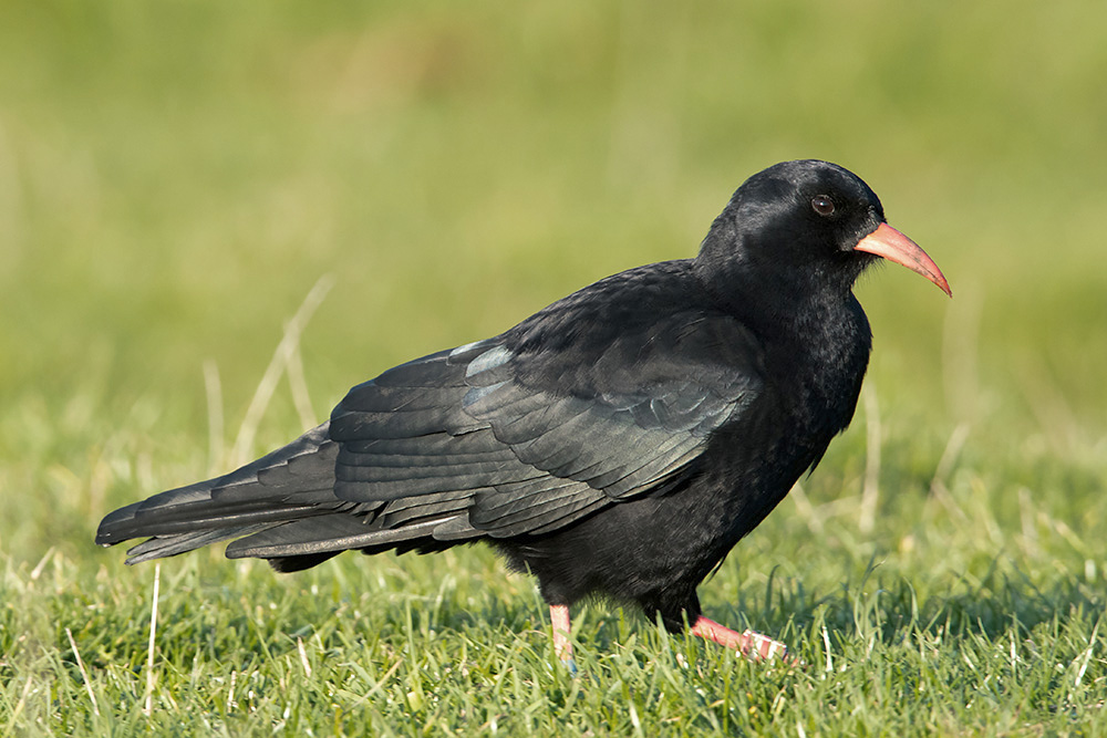 Red-billed Chough by Romano da Costa