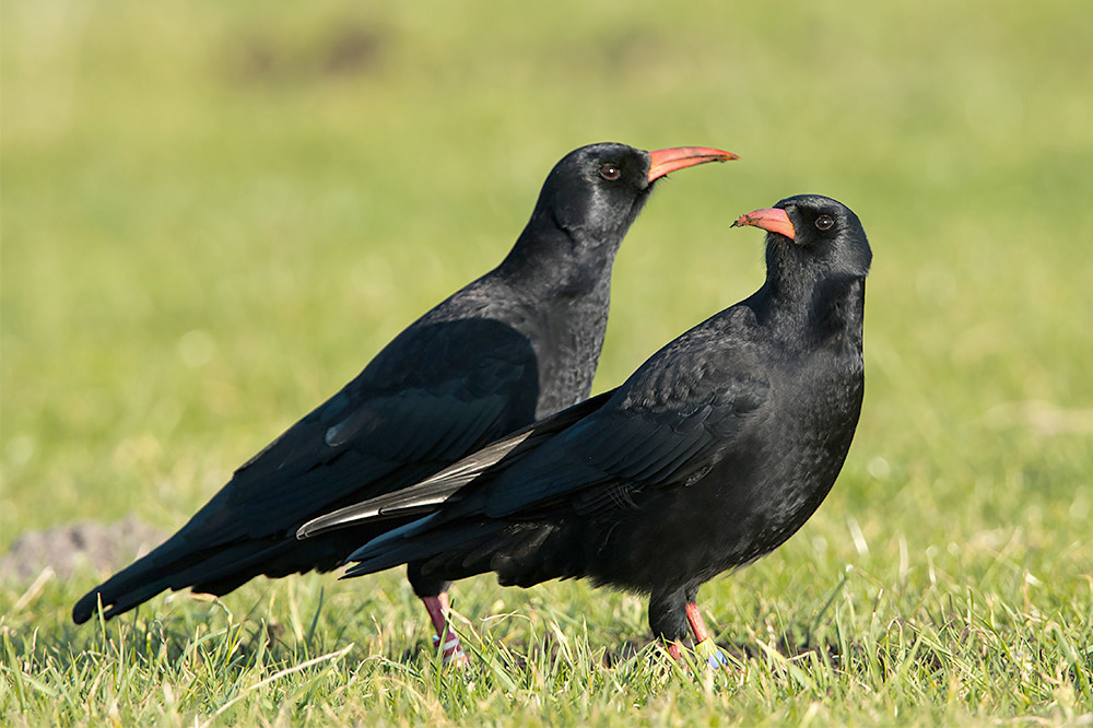 Red-billed Chough by Romano da Costa