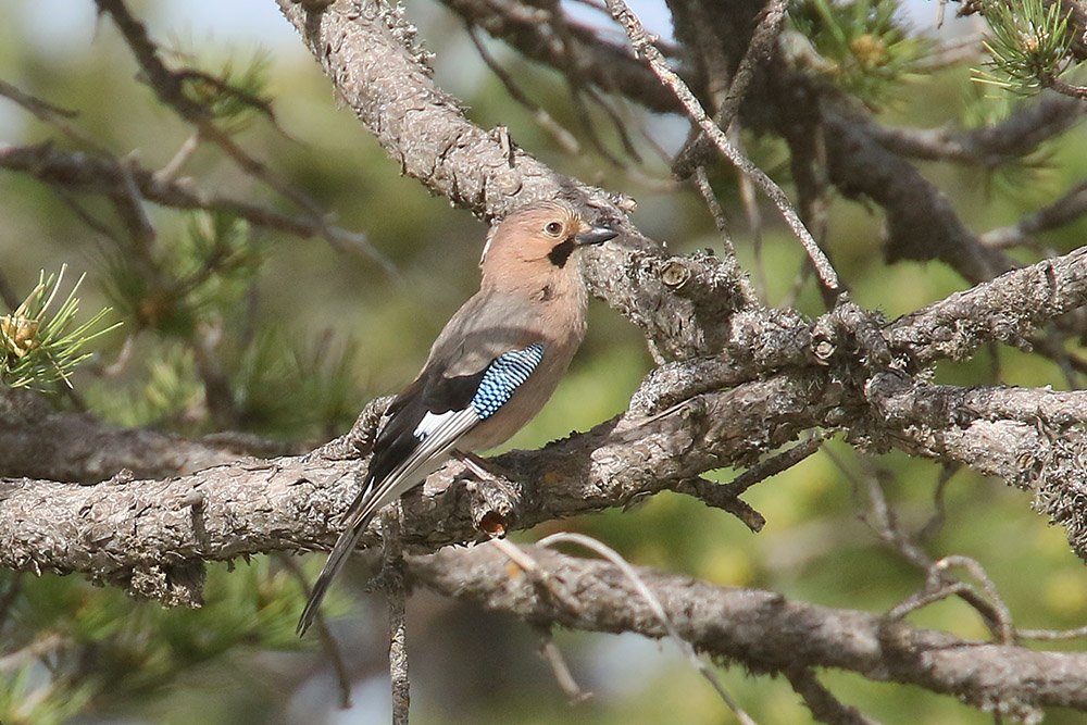 Jay by Mick Dryden