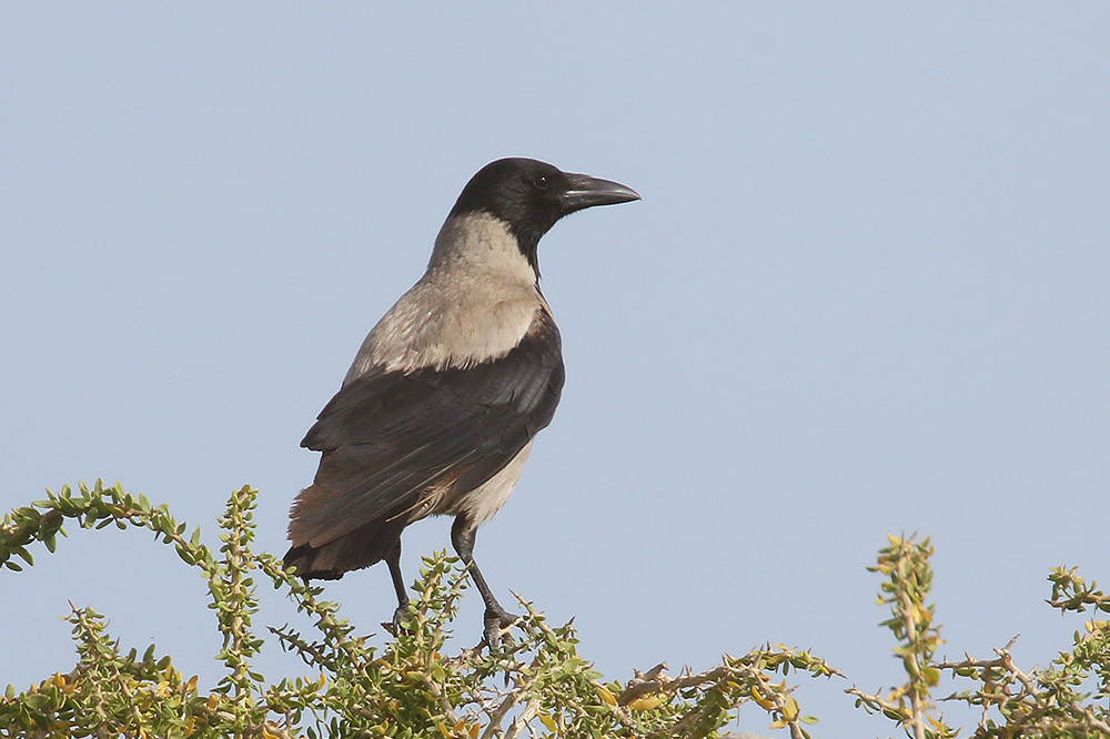 Hooded Crow by Mick Dryden