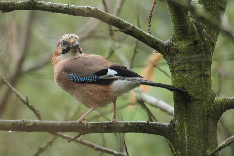 Jay by Mick Dryden