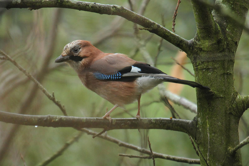 Jay by Mick Dryden