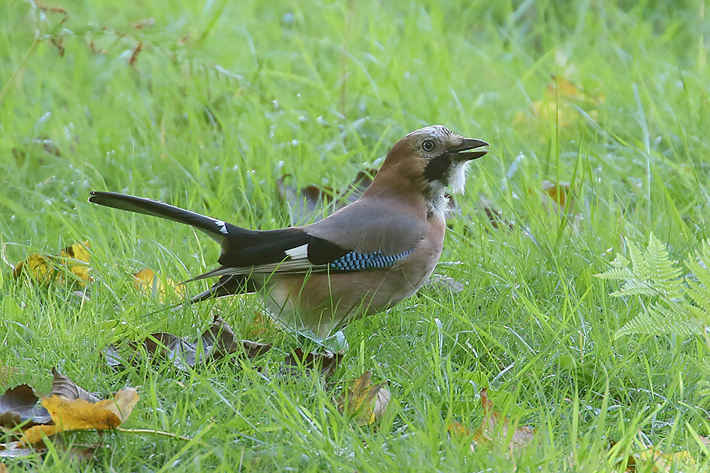 Jay by Mick dryden