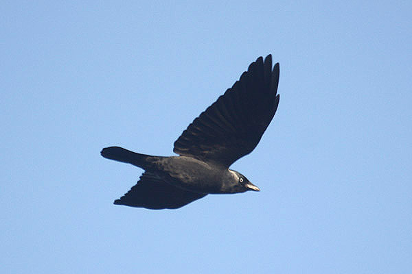 Jackdaw by Mick Dryden