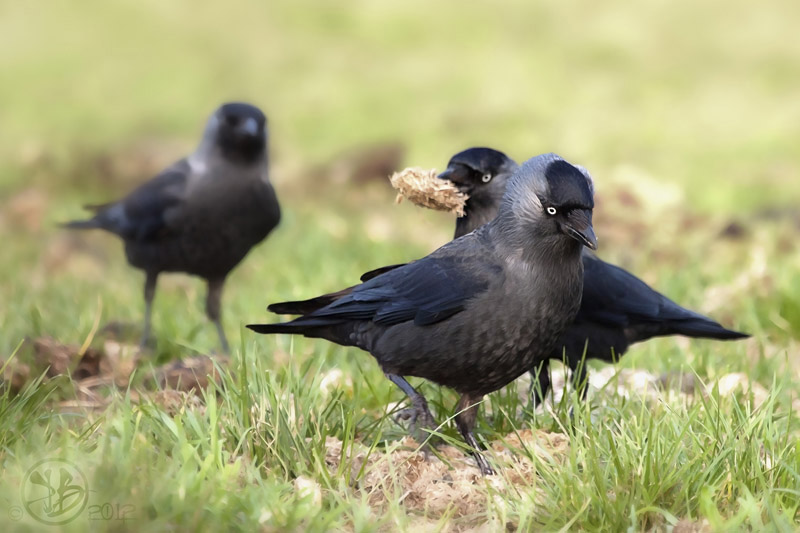 Jackdaws by Kris Bell