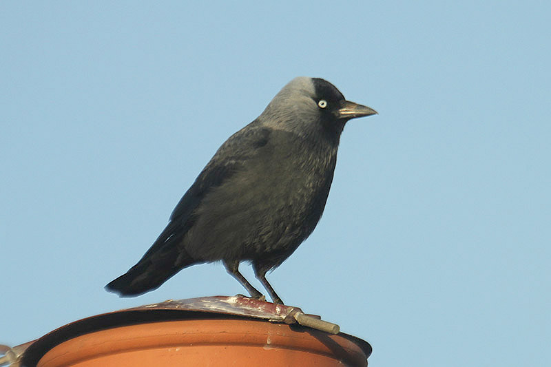 Jackdaw by Mick Dryden