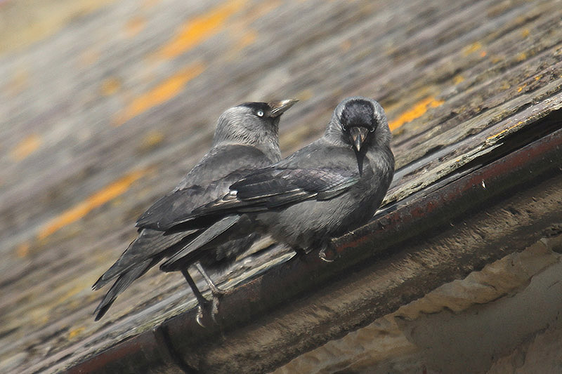 Jackdaws by Mick Dryden