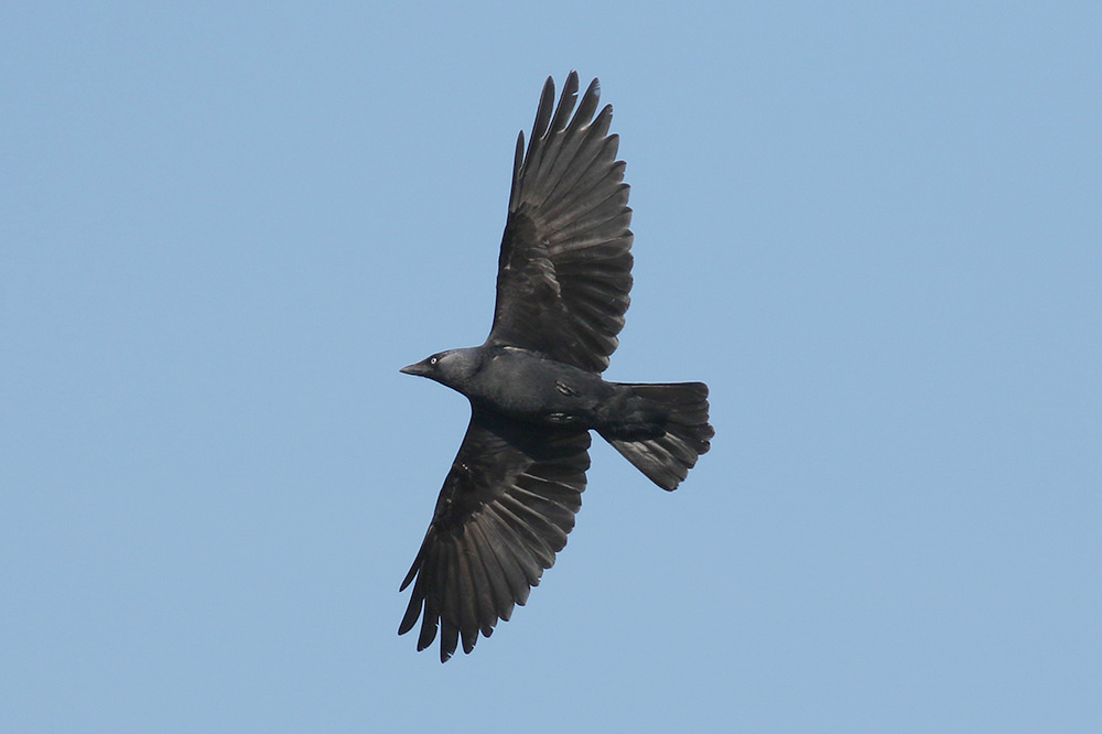 Jackdaw by Mick Dryden