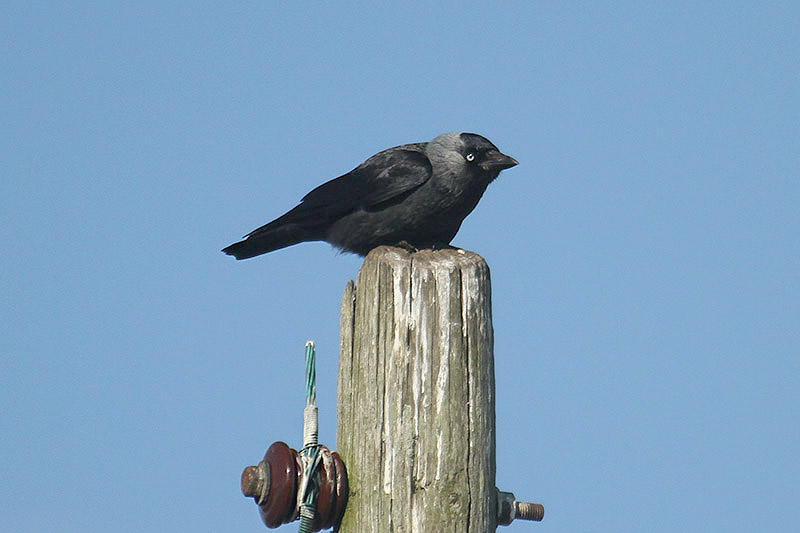 Jackdaw by Mick Dryden