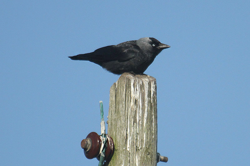 Jackdaw by Mick Dryden