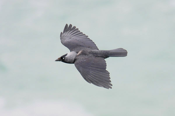 Jackdaw by Mick Dryden