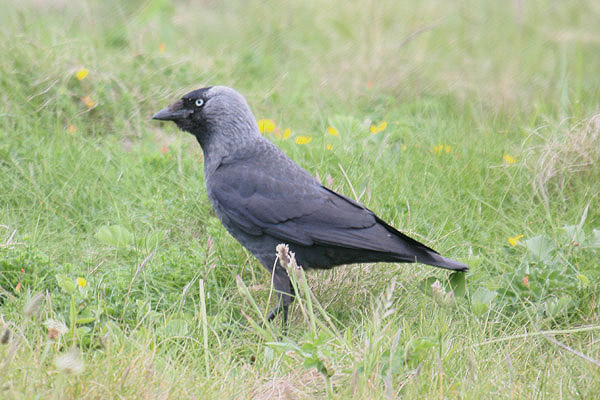 Jackdaw by Mick Dryden