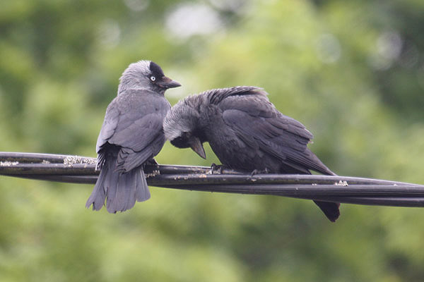 Jackdaw by Mick Dryden