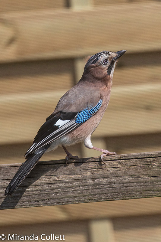 Jay by Miranda Collett