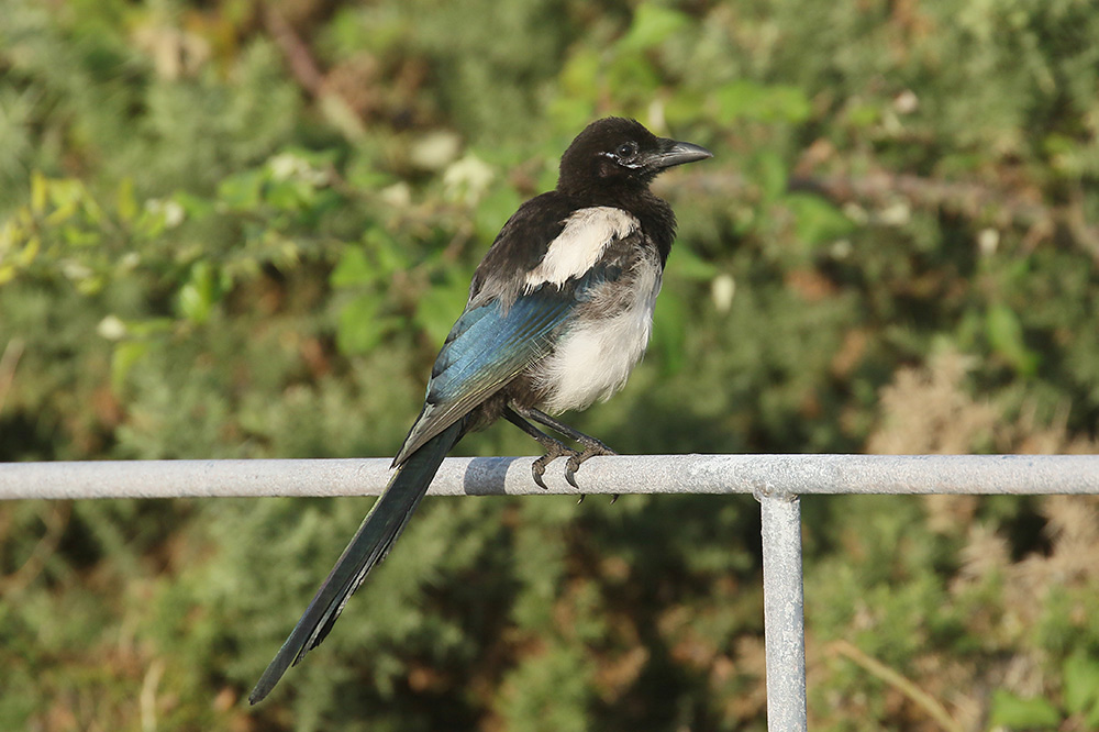 Magpie by Mick Dryden