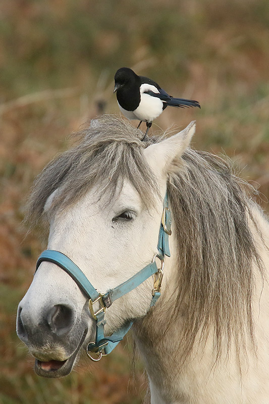 Magpie by Mick Dryden