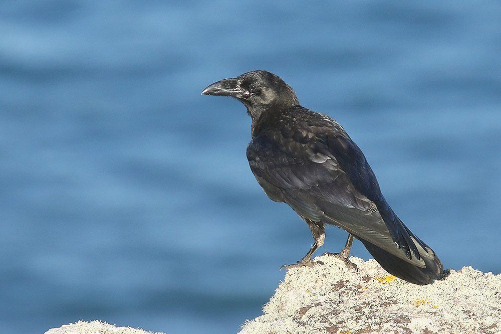Raven by Mick Dryden