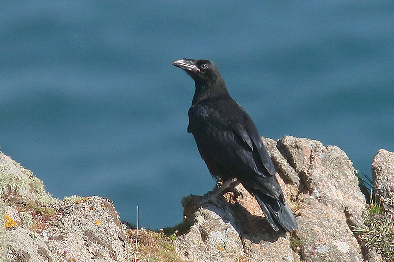 Raven by Mick Dryden
