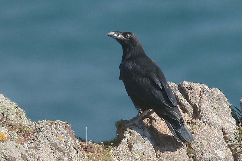 Raven by Mick Dryden