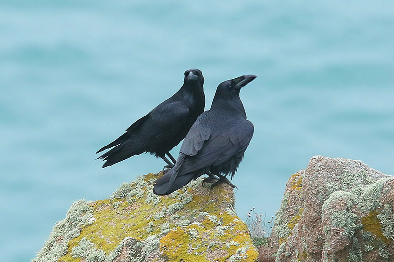 Ravens by Mick Dryden