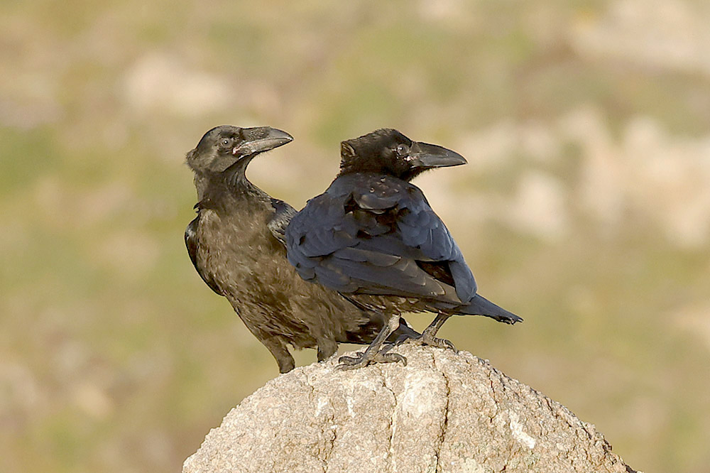 Raven by Mick Dryden